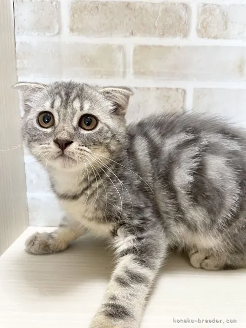 ID:2108-01558の子猫