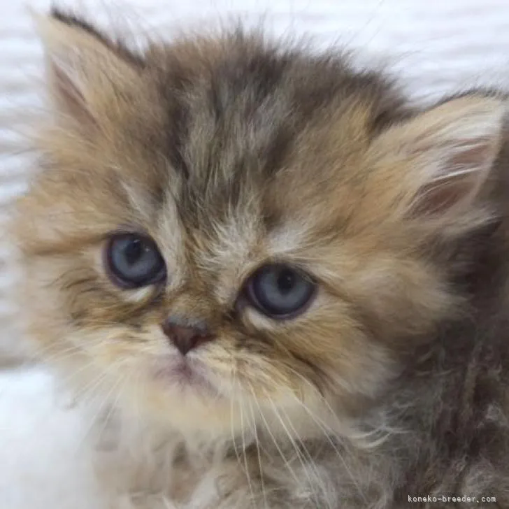 ID:2208-02166の子猫