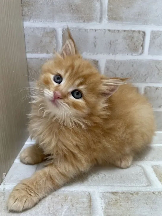 ID:2110-01410の子猫