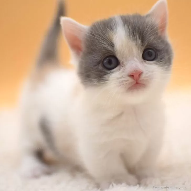 ID:2402-01532の子猫
