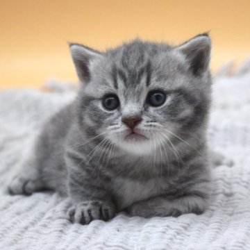 マンチカン(短足)【栃木県・男の子・2023年5月21日・ブルータビー】の写真「コロッコロの体つきがチャームポイント♡」