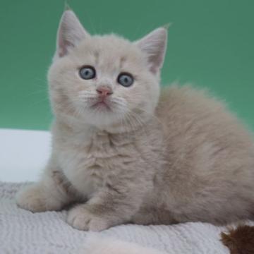 マンチカン(短足)【栃木県・男の子・2022年5月18日・クリーム】の写真「可愛い短足ちゃん。母猫べったりな甘えん坊♡」