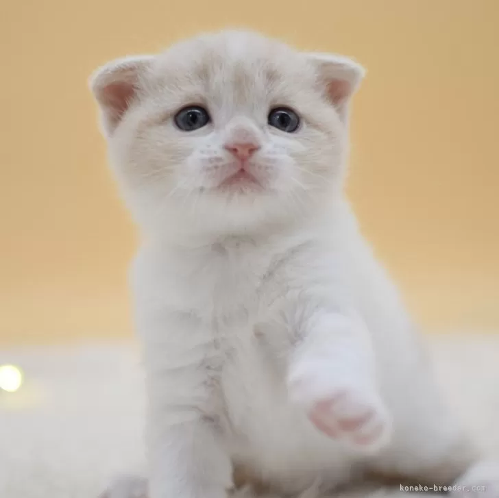 ID:2502-02465の子猫