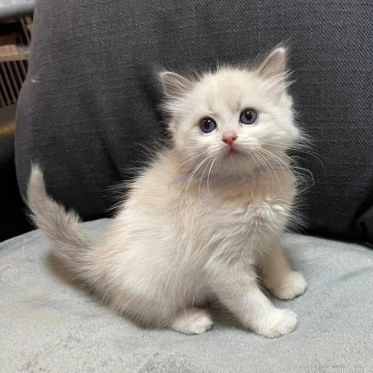 ID:2303-01436の子猫