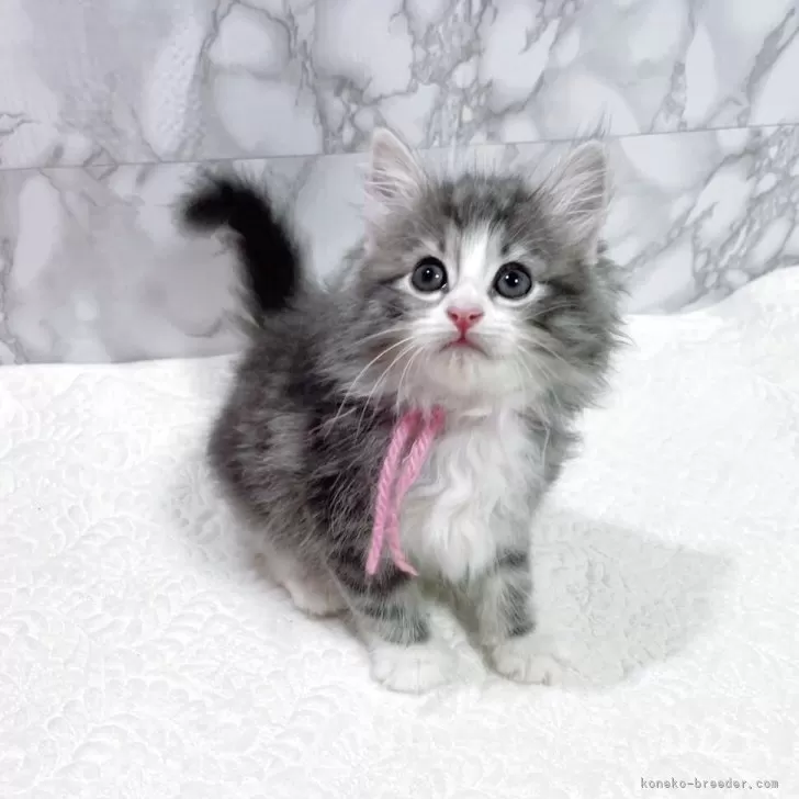 Y.N 様のお迎えした子猫