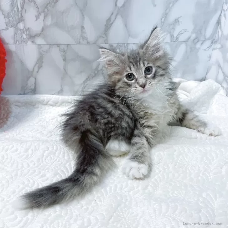 K 様のお迎えした子猫