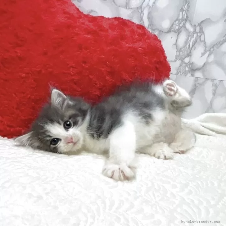 のりさん 様のお迎えした子猫