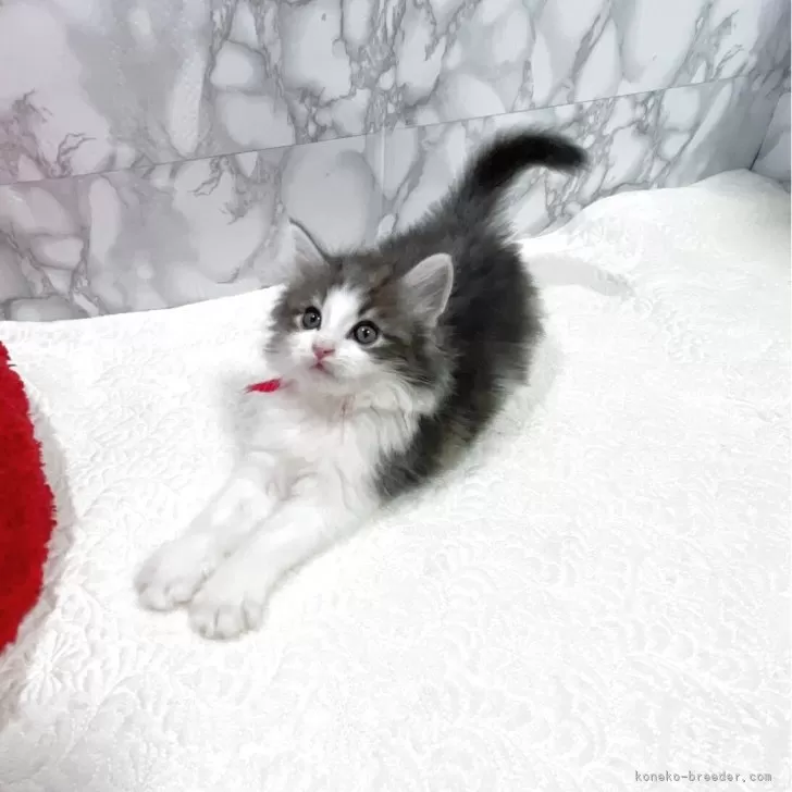 ID:2504-03076の子猫