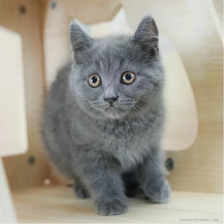 こまる 様のお迎えした子猫