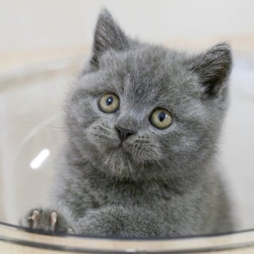 ブリティッシュショートヘア【埼玉県・男の子・2025年9月11日・ブルー】の写真「4大遺伝子疾患リスクなし✨」