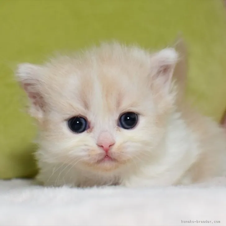 ID:2307-02886の子猫