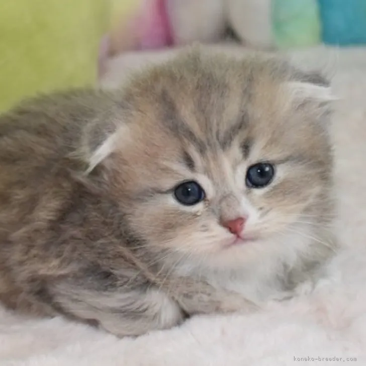 ID:2305-01050の子猫