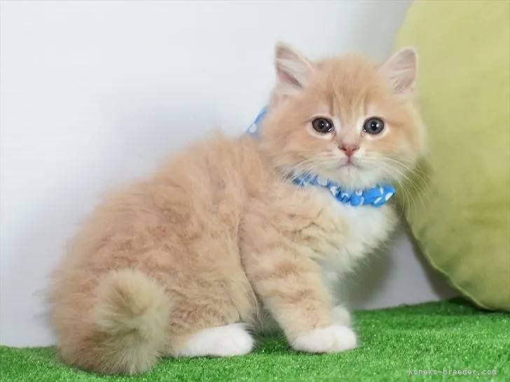 ID:2111-00105の子猫