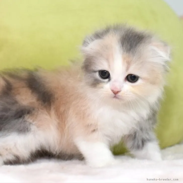 ID:2305-01059の子猫