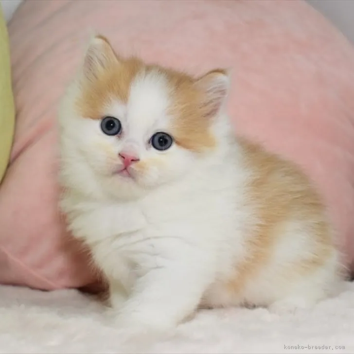 ID:2307-01173の子猫