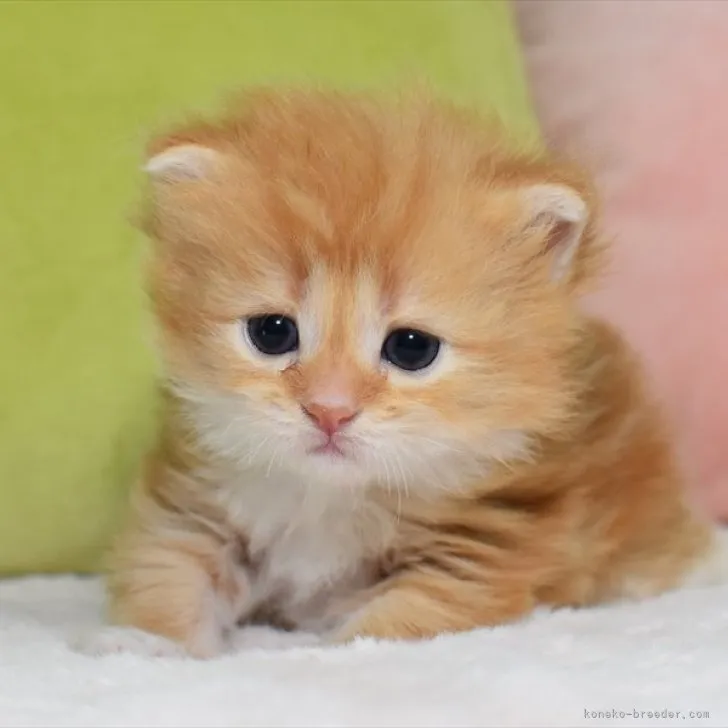 ID:2307-02892の子猫