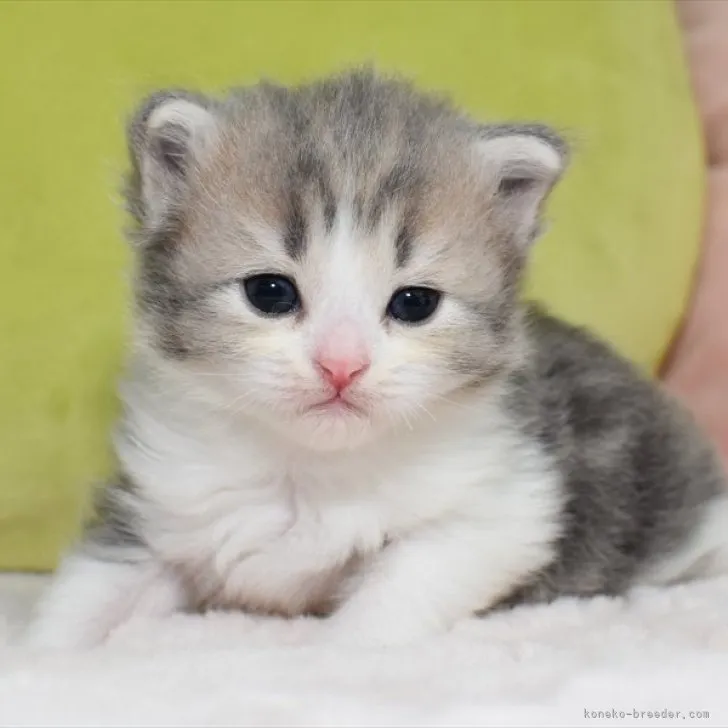 ID:2307-02890の子猫