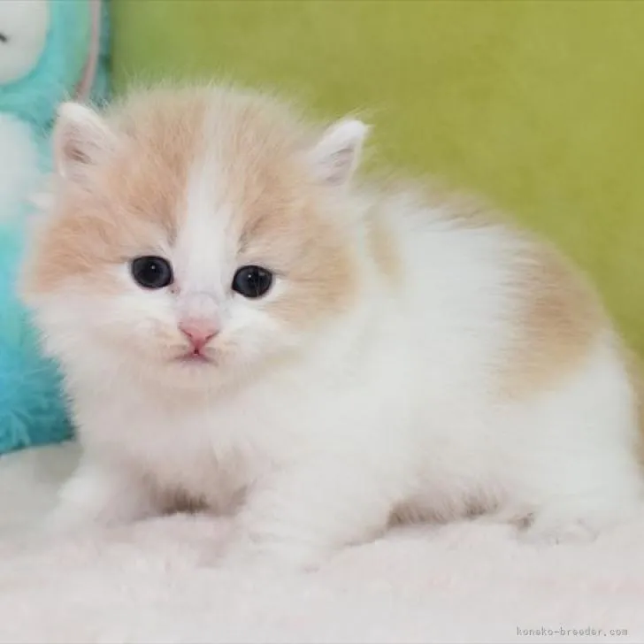 ID:2211-01398の子猫