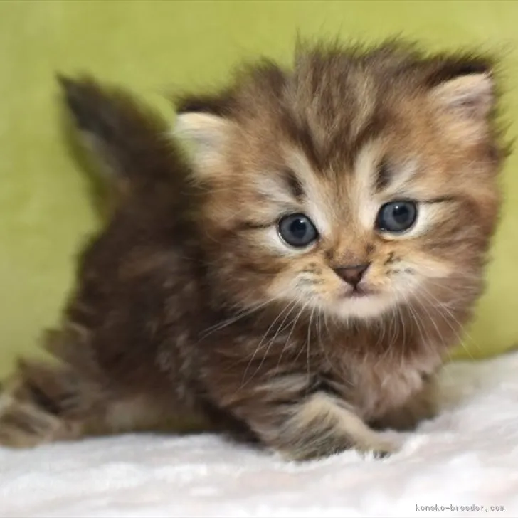 ID:2307-01159の子猫