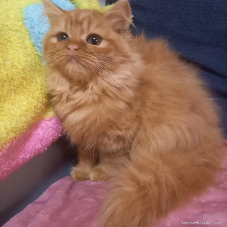 ID:2310-02258の子猫