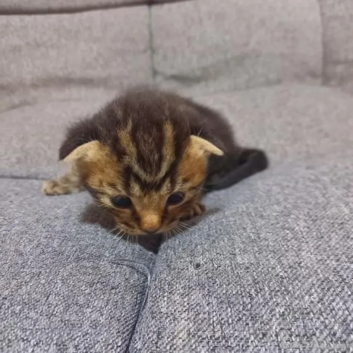 ID:2207-01171の子猫