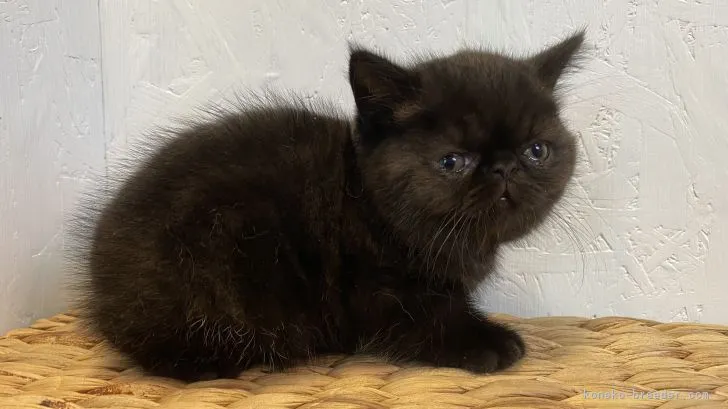ID:2206-01083の子猫