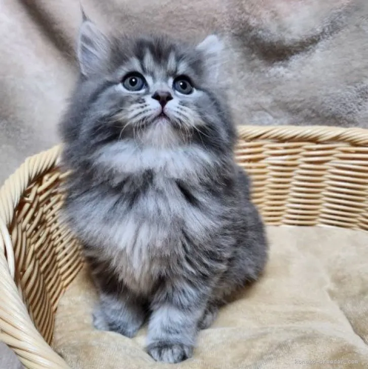 ID:2305-00368の子猫