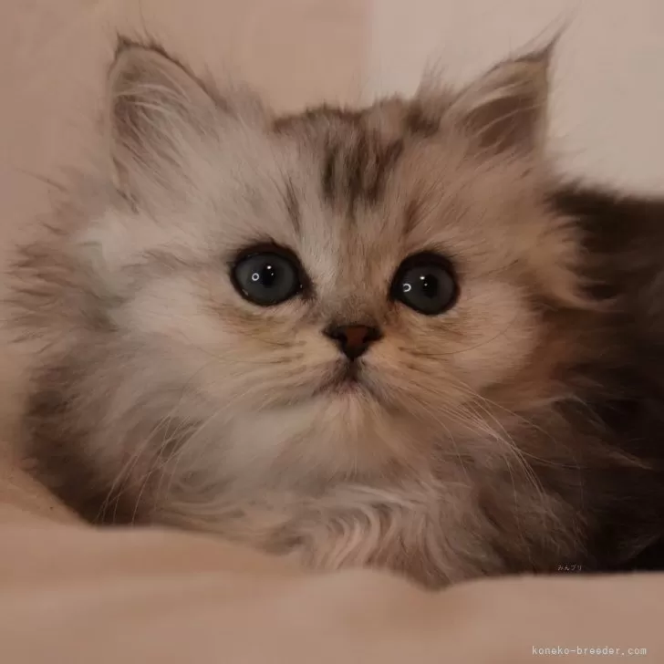 ID:2402-01791の子猫