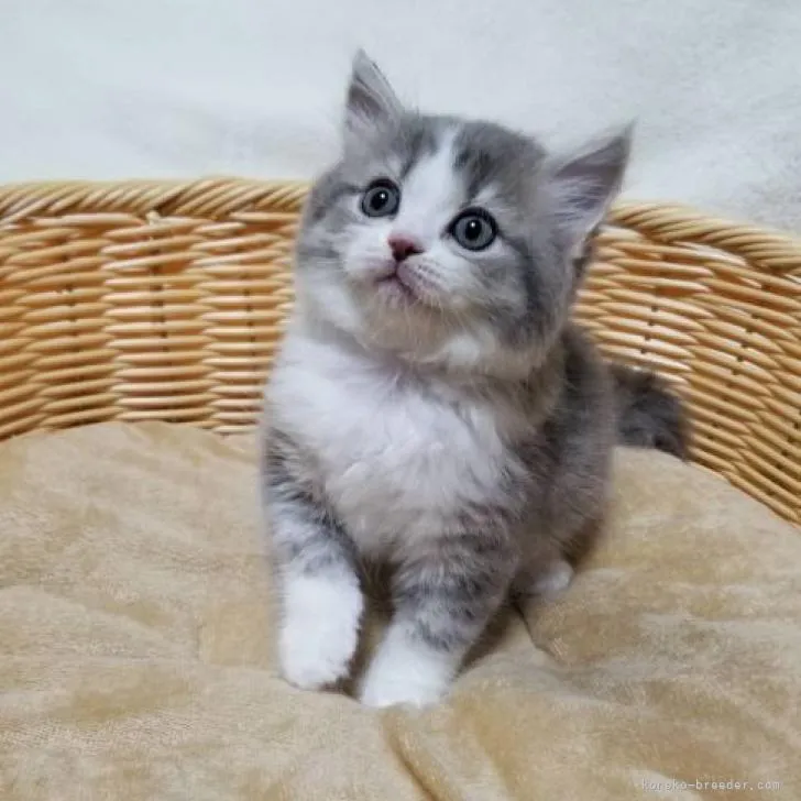 ID:2207-03083の子猫