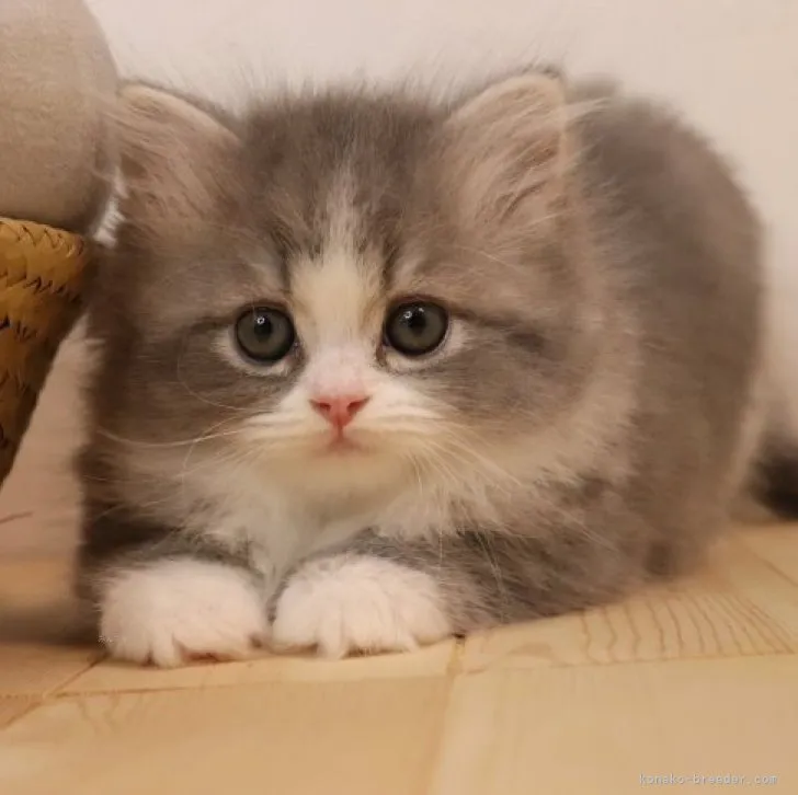 ID:2310-02662の子猫
