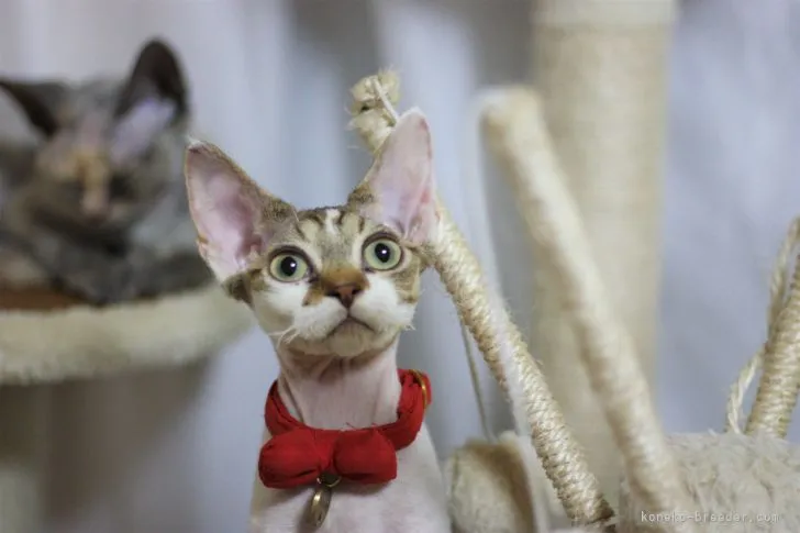 ID:2108-01935の子猫