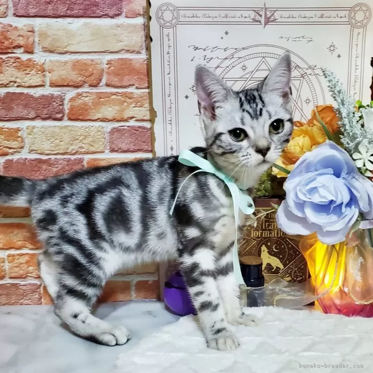 orimoshin 様のお迎えした子猫