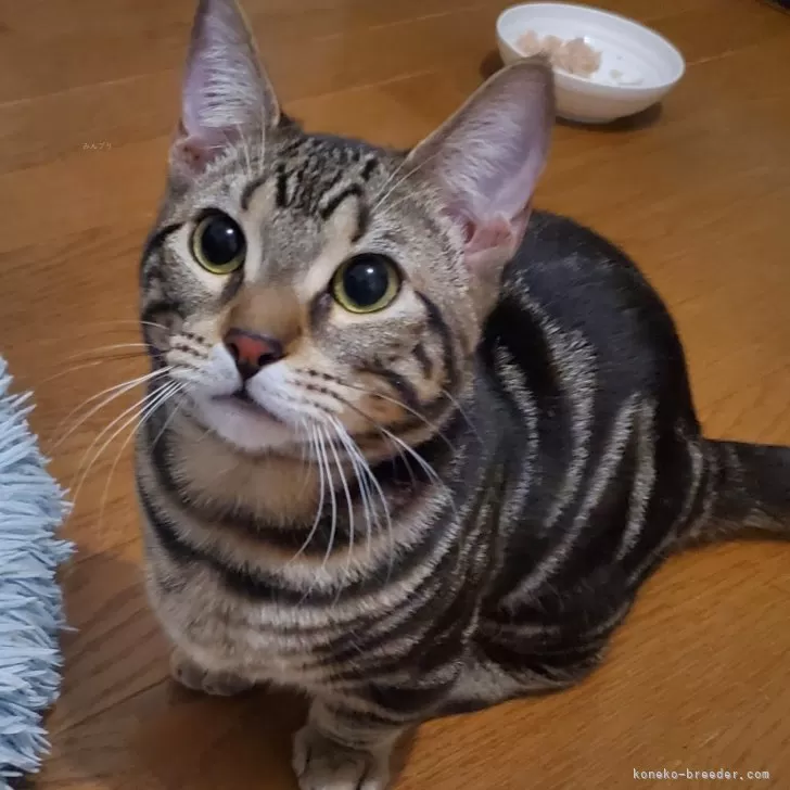ID:2405-01091の子猫