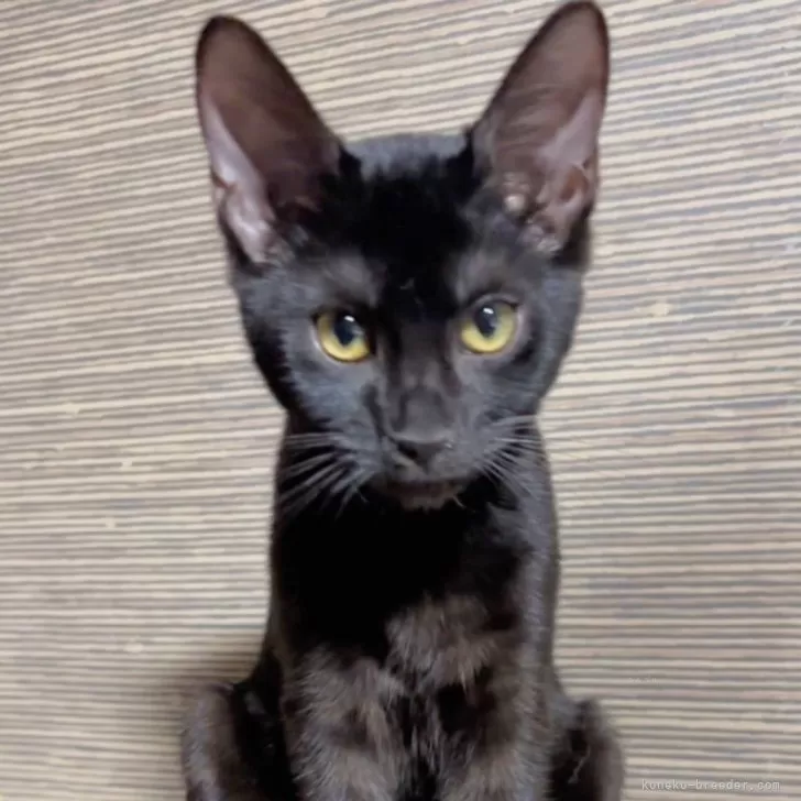 ID:2408-01229の子猫