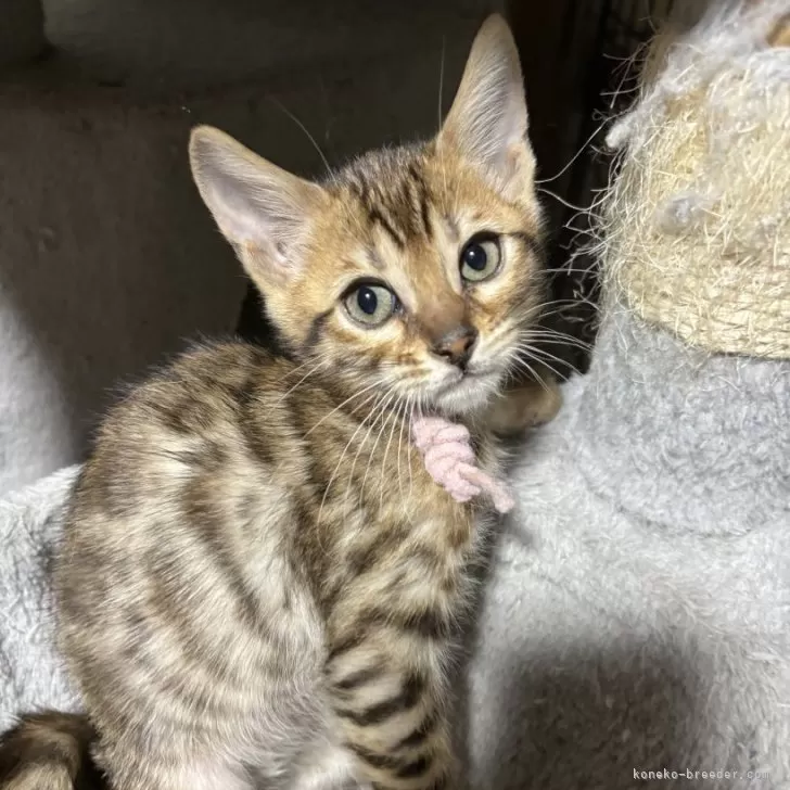 ID:2401-01734の子猫