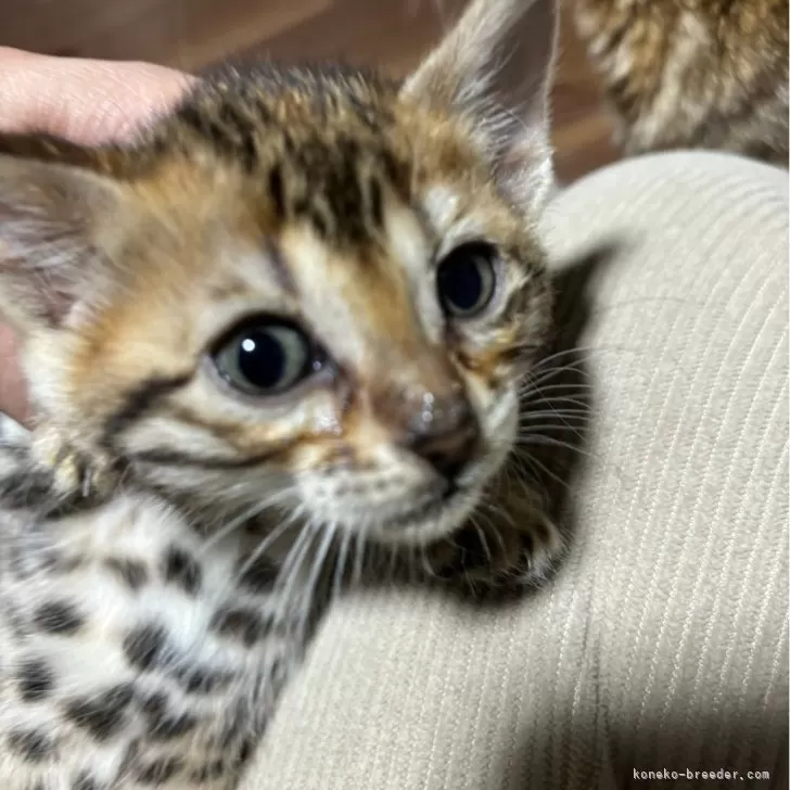 ID:2401-01738の子猫
