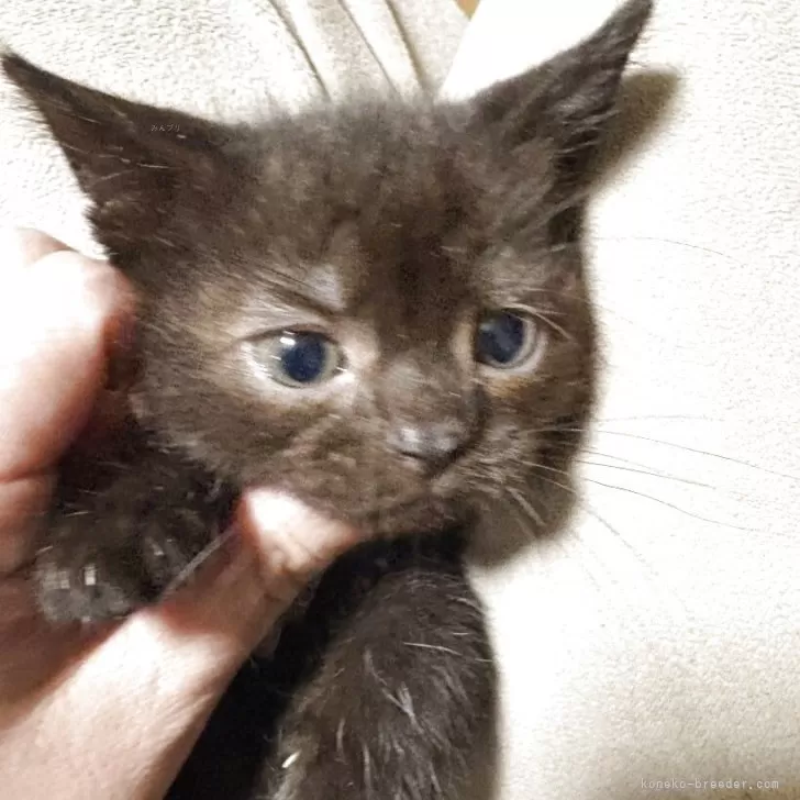 カズミ 様のお迎えした子猫