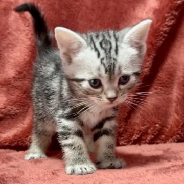 シルバー系の子猫を探す｜ブリーダー直販の子猫販売【みんなの子猫