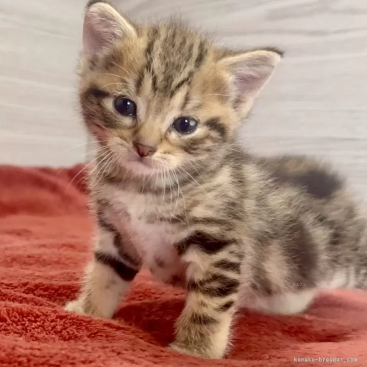 ID:2502-02368の子猫