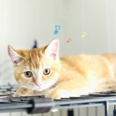 ブリティッシュショートヘア