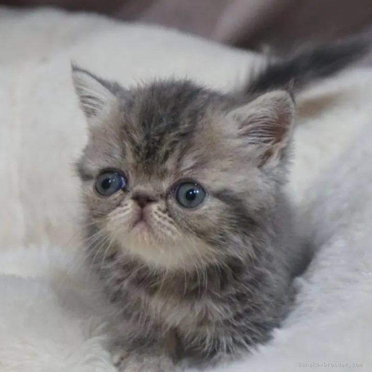ID:2206-01753の子猫