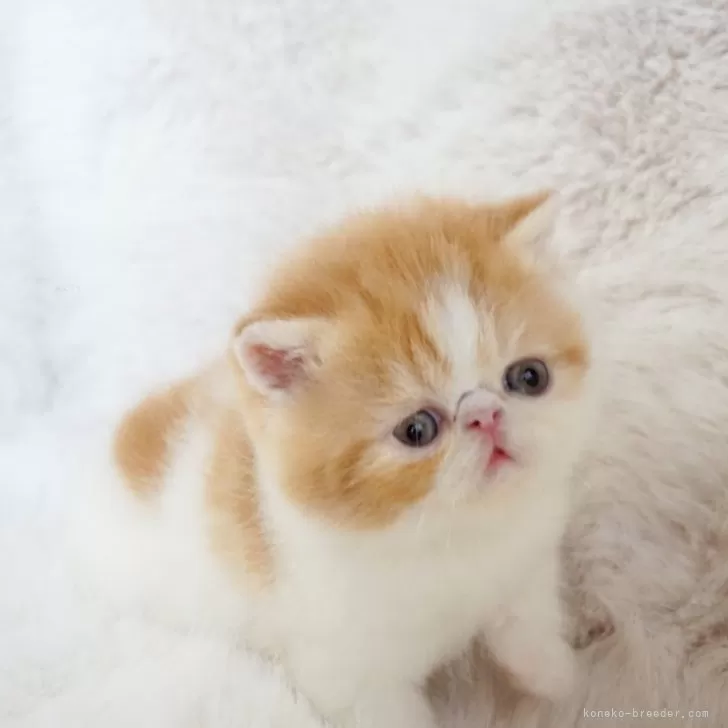 ID:2404-01982の子猫