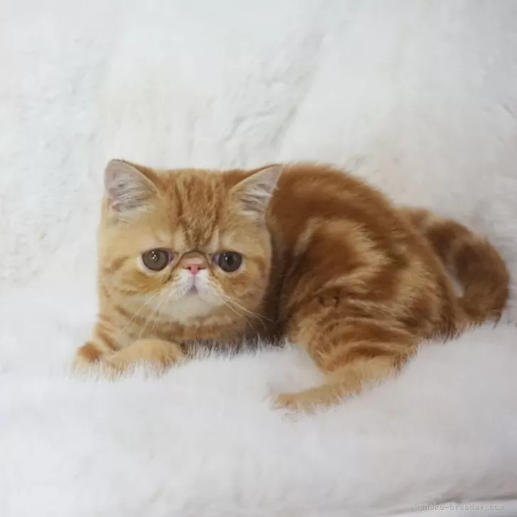 ID:2502-02124の子猫