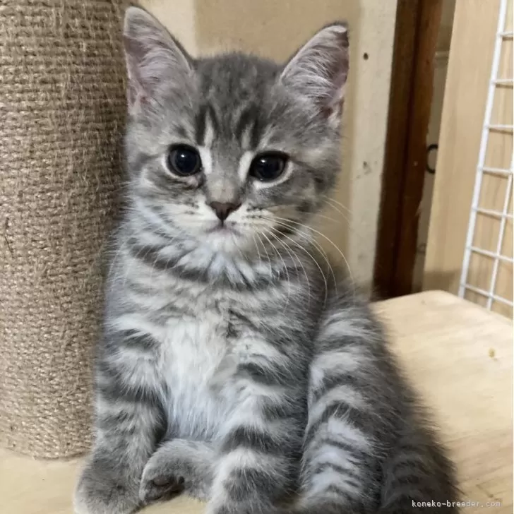 ID:2405-02317の子猫