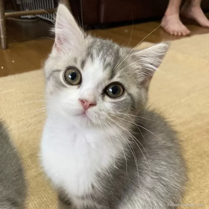 やすこ 様のお迎えした子猫