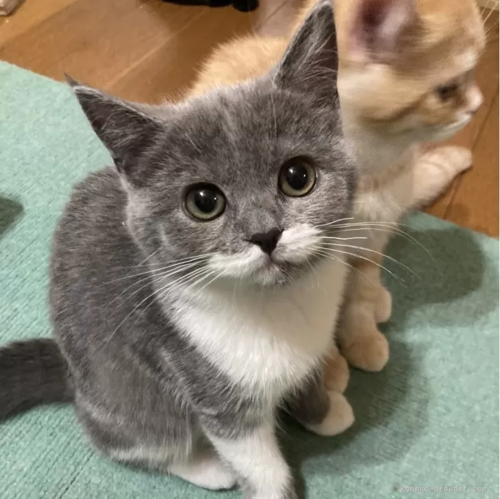 ID:2406-00012の子猫