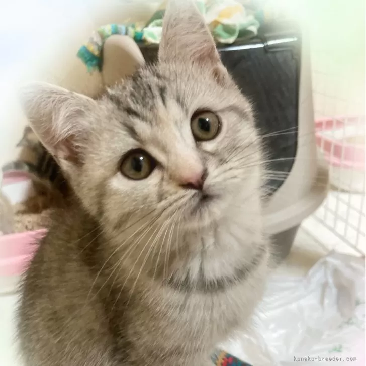 ID:2410-02625の子猫