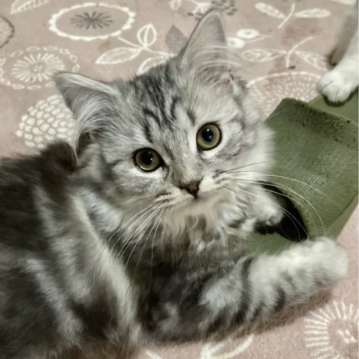 O.N 様のお迎えした子猫