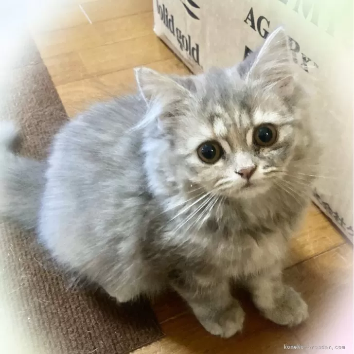 ID:2501-00635の子猫