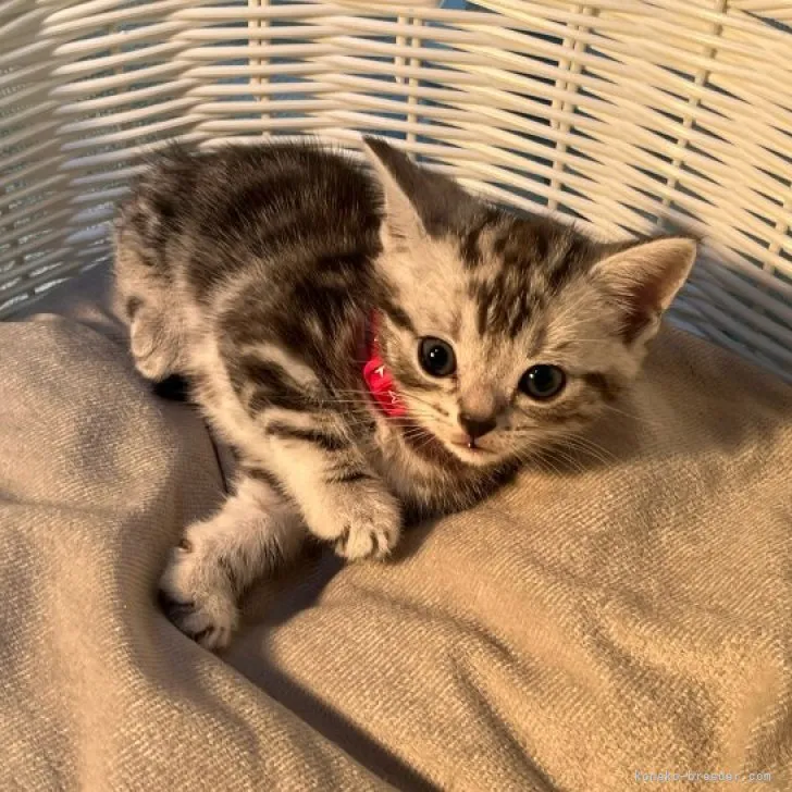 ID:2308-03145の子猫